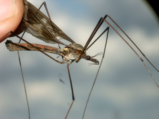 Tipula maxima - Copyright Hugues Mouret